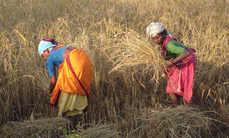 रायपुर-:-विशेष-लेख-:-सरकार-के-नीतिगत-फैसलों-ने-बढ़ाया-छत्तीसगढ़-के-किसानों-का-मान