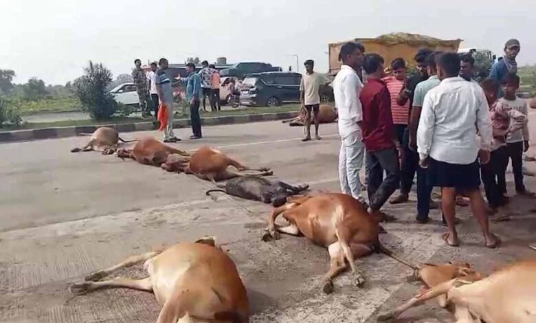 नेशनल-हाइवे-पर-फिर-बहा-गौवंशों-का-खून,-गौसेवकों-ने-शव-रखकर-किया-चक्काजाम