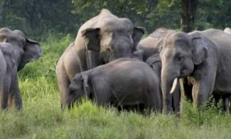 चार-हाथियों-पर-झुंड-पहुंचा-शहडोल,-डीएफओ-श्रद्धा-प्रेंद्रे-ने-लोगों-को-सावधानी-बरतने-की-सलाह-दी