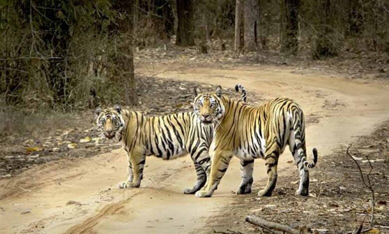 बाघों-की-बढ़ती-गिनती-पर-संकट:-जंगल-घटे,-अब-गांवों-का-विस्थापन-ही-विकल्प!