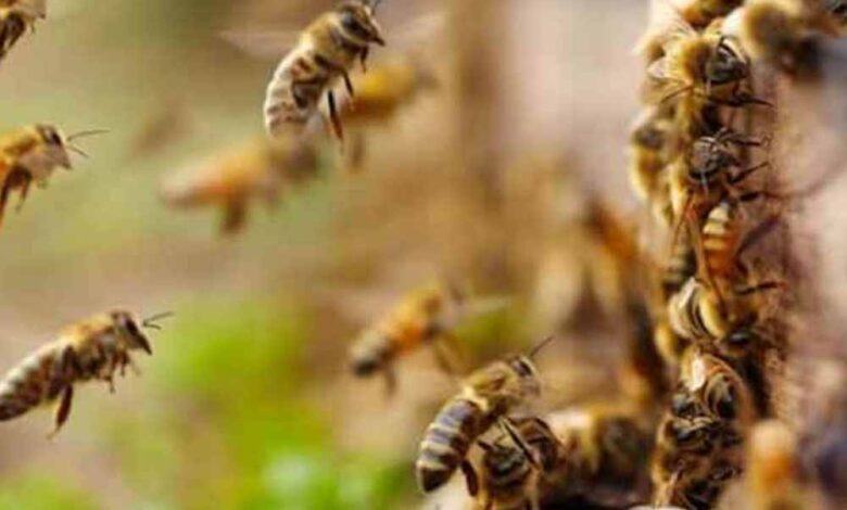 खेत-में-काम-कर-रही-महिला-पर-मधुमक्खियों-का-हमला,-इलाज-के-दौरान-दर्दनाक-मौत