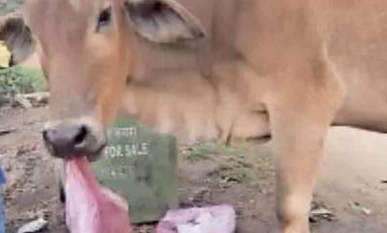 बिलासपुर-में-40-किलो-पन्नी-ने-ली-गाय-की-जान,-नगर-निगम-कर्मचारियों-पर-सवाल