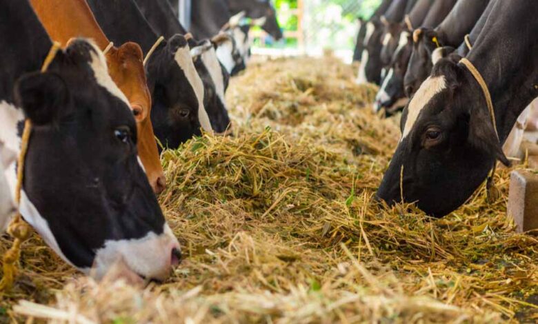 गोवंश-संरक्षण-के-लिए-‘गौधाम’-की-स्थापना,-गोसेवकों-को-मिलेगा-मानदेय