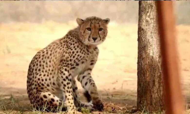 कूनो-से-निकले-दो-चीते,-मानपुर-के-गांवों-में-मचाई-हलचल-—-कुत्ते-और-ग्रामीण-लगे-पीछे