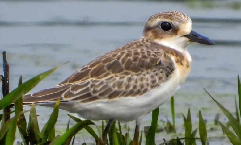 खैरागढ़-में-3-साल-बाद-लौटा-दुर्लभ-प्रवासी-पक्षी-ग्रेटर-सैंड-प्लोवर