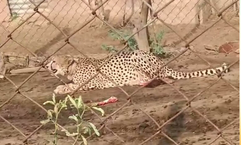 रणथंभौर-से-मादा-चीता-ज्वाला-का-रेस्क्यू,-आबादी-में-बकरियों-का-शिकार-करने-पर-कूनो-भेजा-गया