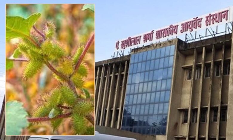 आदिवासी परंपरागत औषधि ‘चिपकू’ पौधा टीबी और मूत्र रोगों में कारगर