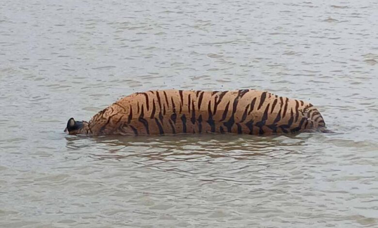नर्मदापुरम-में-बाघ-का-शिकार,-जंगल-से-मिला-शव,-पंजा-गायब