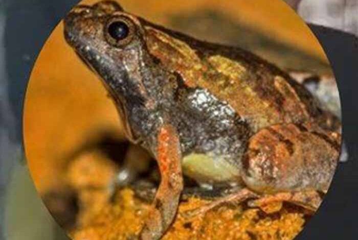 एमपी-के-आदिवासी-हॉस्टल-में-लापरवाही!-खाने-की-सब्जी-में-निकला-मरा-मेंढक