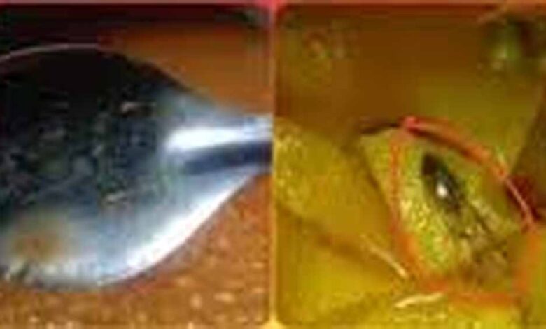 मध्यप्रदेश-में-आंगनबाड़ी-की-दाल-में-निकली-इल्ली,-गुस्साए-परिजनों-ने-किया-हंगामा