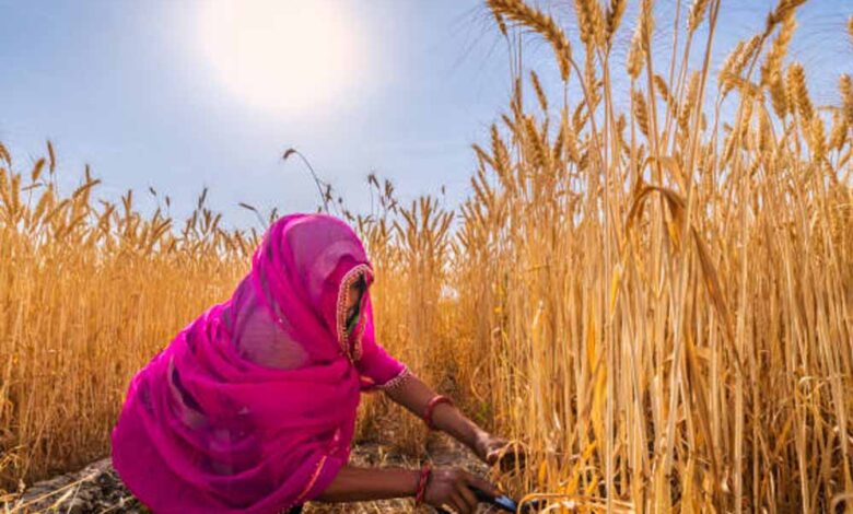 मध्य-प्रदेश-में-समर्थन-मूल्य-पर-अनाज-खरीदी-को-आसान-बनाने-के-लिए-गोडाउन-को-मिले-खरीदी-केंद्रों-की-प्राथमिकता