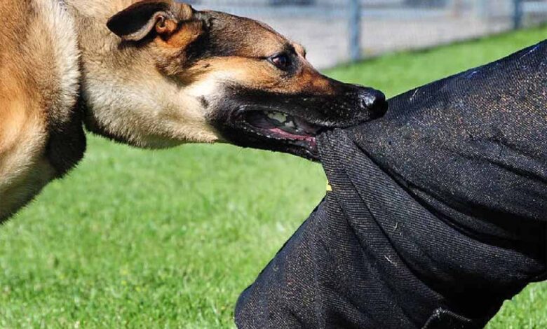 बड़वानी-में-कुत्तों-का-आतंक,-बुजुर्ग-और-बच्चों-पर-हमले-से-दहशत