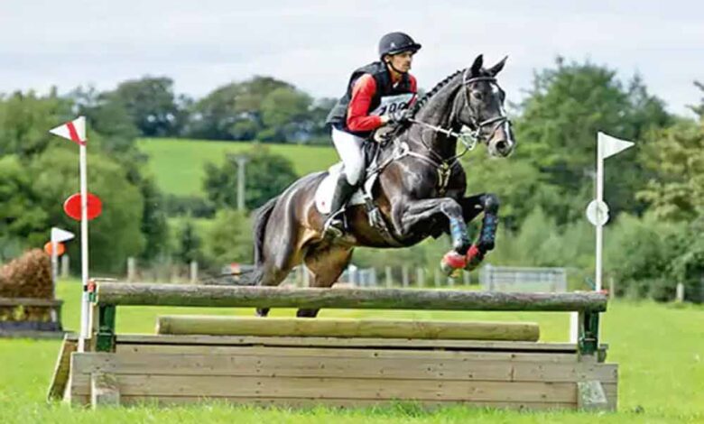 देश-का-नंबर-1-घोड़ा-भोपाल-में,-12-साल-में-27-मेडल-जीतकर-बना-चैंपियन