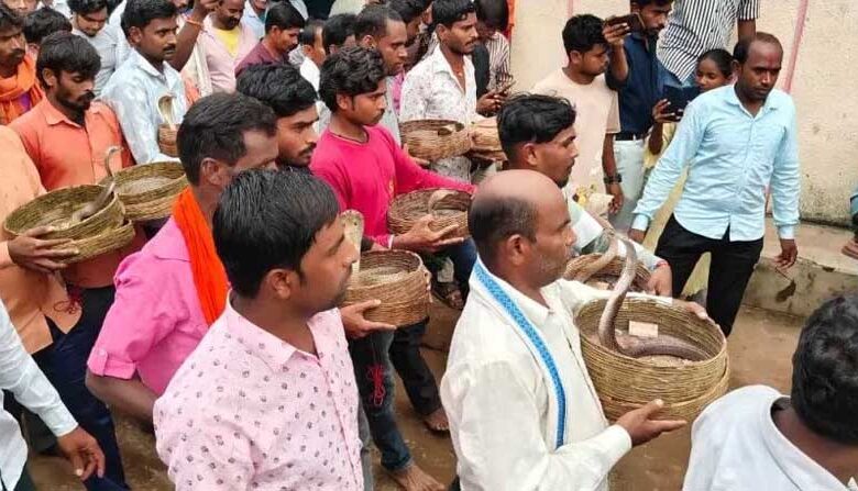 ऋषि-पंचमी-पर-अनोखी-परंपरा:-सांपों-की-शोभायात्रा-निकाली-गई-गांव-में