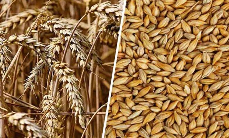 देश-में-जल्द-आएंगी-गेहूं-और-जौ-की-18-नई-पोषक-किस्में