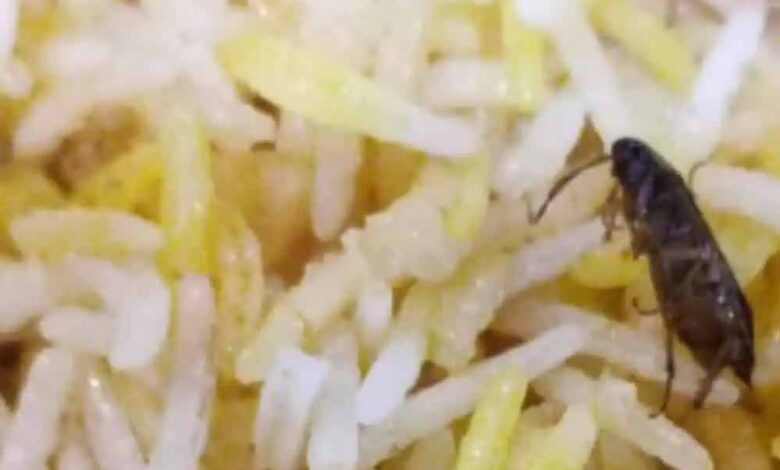 अम्बिकापुर-:-रेस्टोरेंट-की-बिरयानी-में-निकला-कॉकरोच-मामला,-खाद्य-एवं-औषधि-विभाग-ने-की-कार्यवाही