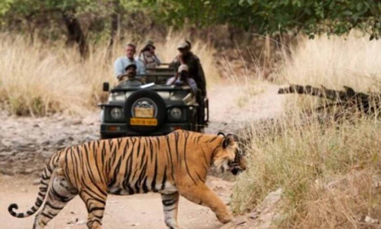 कान्हा-नेशनल-पार्क:-अब-बिना-वेटिंग-होगी-टाइगर-सफारी,-खुला-नया-गेट