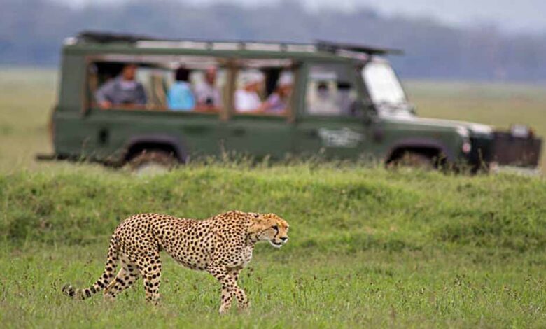 कूनो-में-खुलेंगे-पर्यटकों-के-लिए-गेट,-mp-में-जल्द-शुरू-होगी-चीता-सफारी