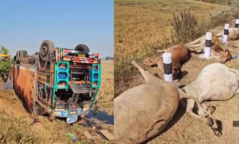 मवेशियों-से-भरा-कंटेनर-पलटा,-50-से-ज्यादा-गायों-की-दर्दनाक-मौत,-गांव-में-फूटा-आक्रोश