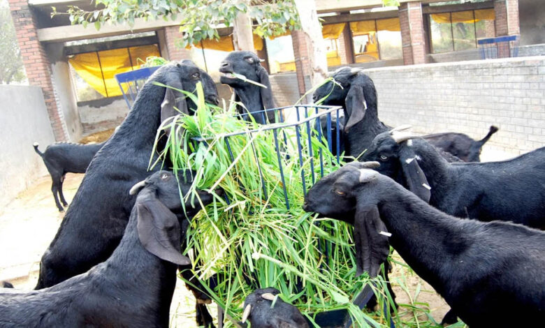 मध्य-प्रदेश-की-बकरी-पालन-योजना:-40-60%-अनुदान-के-साथ-किसान-कमा-सकते-हैं-40-50-हजार-रुपए-महीना