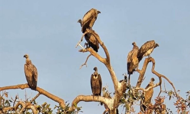 पन्ना-के-जंगलों-में-गिद्धों-की-बढ़ती-संख्या,-जैव-विविधता-के-लिए-शुभ-संकेत