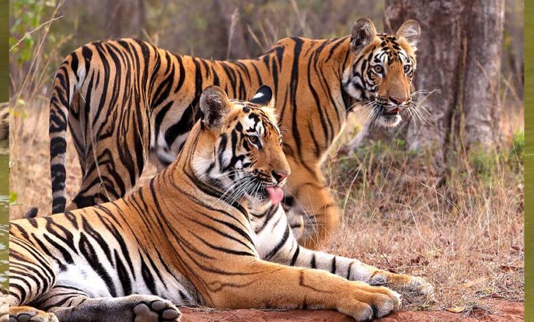 एमपी-में-एक-साल-में-56-बाघों-की-मौत,-36-शिकार;-10-जनवरी-से-शुरू-होगा-ऑपरेशन-वाइल्ड-ट्रैप-2