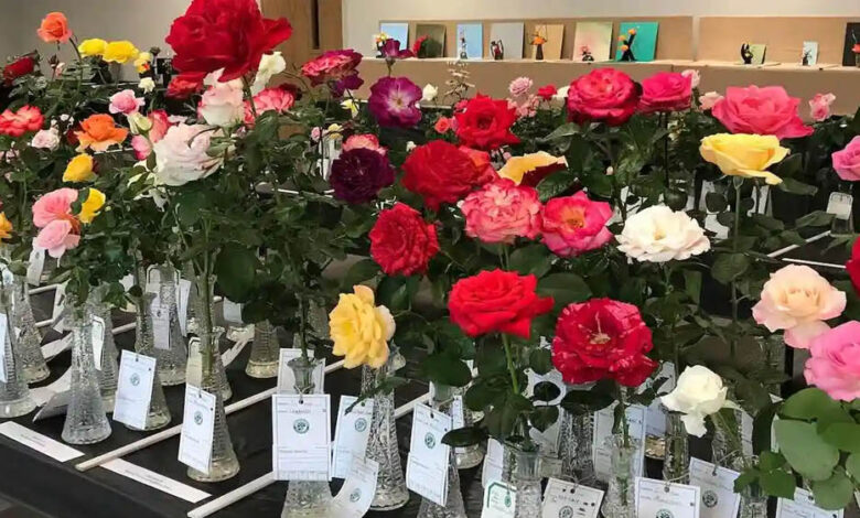 गुलाब-प्रदर्शनी-में-द्वितीय-चरण-की-प्रतियोगिता-“गमलों-में-गुलाब”-9-जनवरी-को