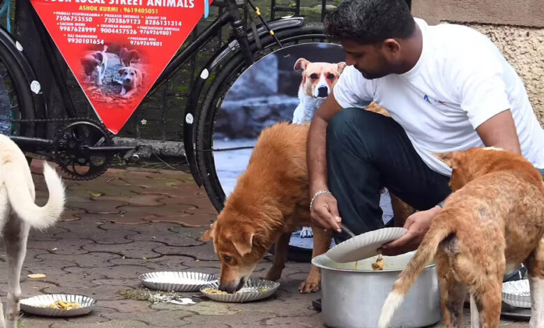 इंदौर-में-डॉग-फीडिंग-के-लिए-नई-व्यवस्था,-निगम-ने-जारी-की-सख्त-गाइडलाइन,-172-फूड-प्वाइंट-तय