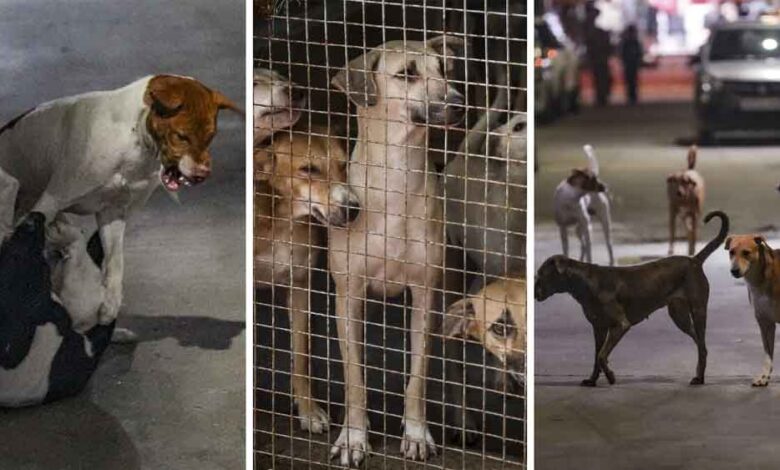 कुत्ते-पर-पत्थरबाज़ी-का-मामला-सुप्रीम-कोर्ट-पहुँचा,-पीड़िता-ने-किया-डॉग-का-पक्ष-में-बचाव