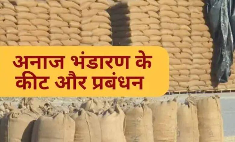 धान-भंडारण-में-सूखत-एवं-कीट-जनित-क्षय:-वैज्ञानिक-एवं-स्वाभाविक-प्रक्रिया