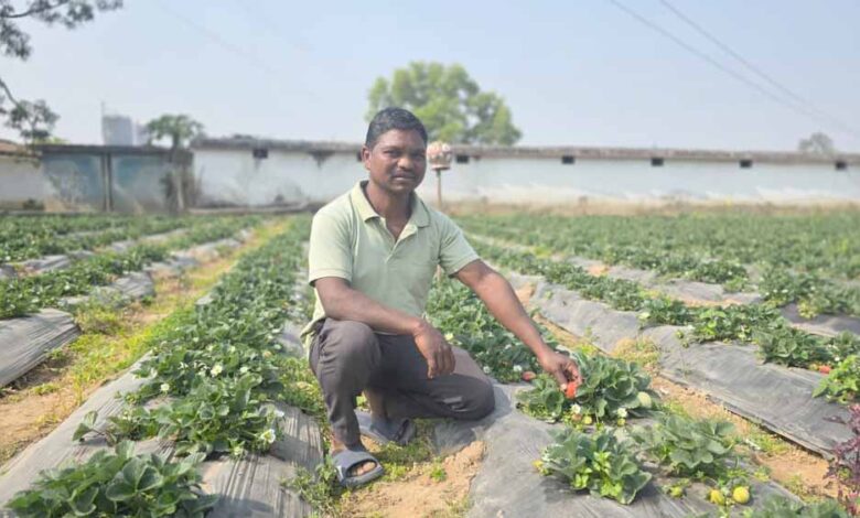 उद्यानिकी-खेती-से-बदली-किसान-की-आर्थिक-तस्वीर,-धान-की-तुलना-में-स्ट्रॉबेरी-की-खेती-में-डबल-मुनाफा