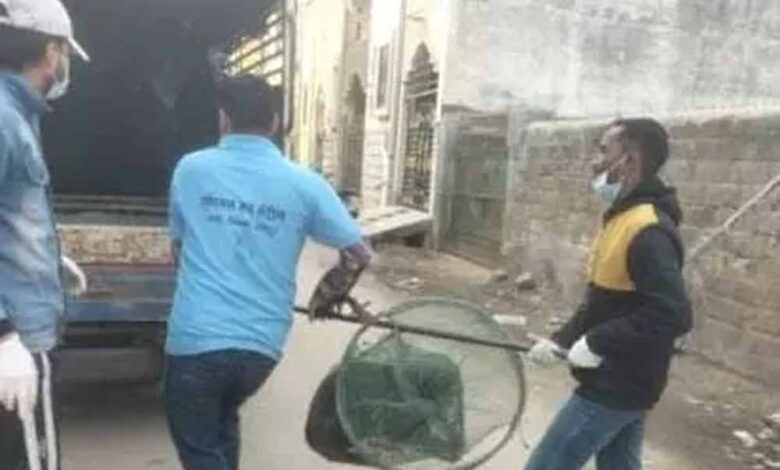 रायपुर-में-आवारा-कुत्तों-के-काटने-की-बढ़ी-घटनाएं,-नगर-निगम-अमले-ने-चलाया-धरपकड़-अभियान