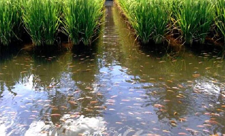 जल-संरक्षण-से-खेती-को-संबल,-सब्जी-उत्पादन-और-मत्स्य-पालन-से-बढ़ेगी-ग्रामीण-आय