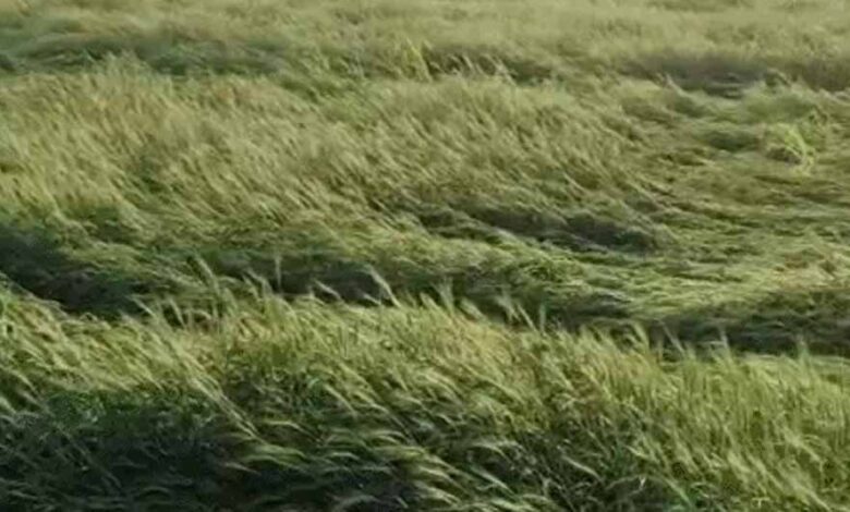 एमपी-के-30-जिलों-में-बारिश,-8-जिलों-में-ओले-गिरे;-फसलों-को-नुकसान,-14-जिलों-में-आज-अलर्ट