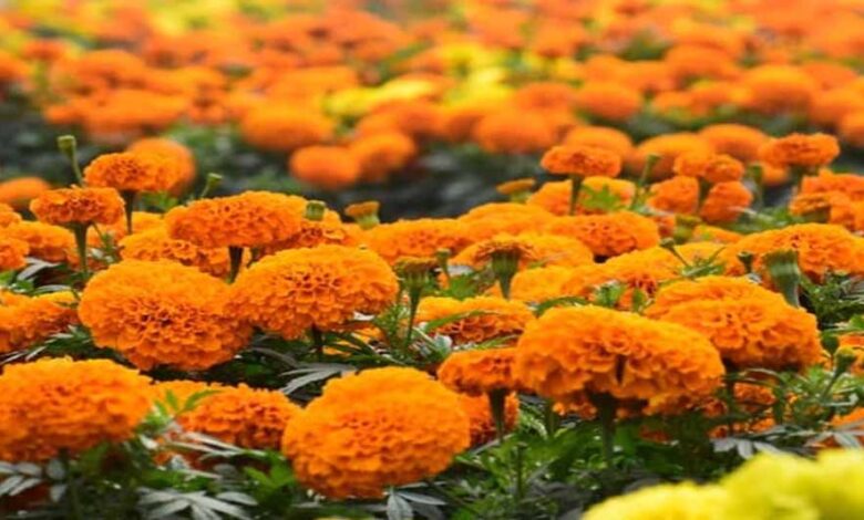 उज्जैन-में-तैयार-होगा-फूलों-का-क्लस्टर,-सिंहस्थ-के-लिए-विभाग-की-जोरदार-तैयारी;-भोपाल-में-30-जनवरी-को-फ्लॉवर-एग्ज़ीबिशन