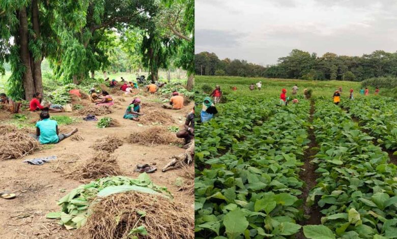 खुशबू-से-कमाई-तक:-लेमनग्रास-की-खेती-से-आत्मनिर्भर-बन-रहीं-महिलाएँ