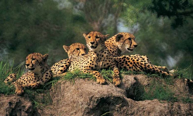 28-को-बोत्सवाना-से-आ-रहे-चीते,-एमपी-में-बढ़ेगा-चीता-कुनबा