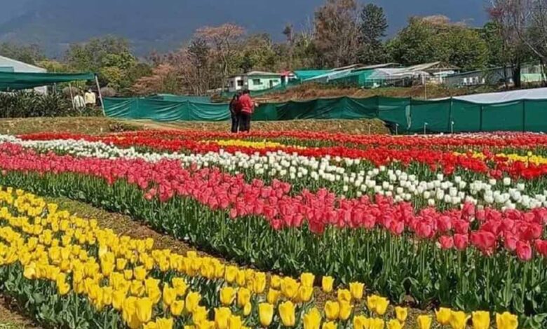 देखा-एक-ख्वाब’-की-फीलिंग-चाहिए?-पालमपुर-में-खुला-देश-का-दूसरा-ट्यूलिप-गार्डन