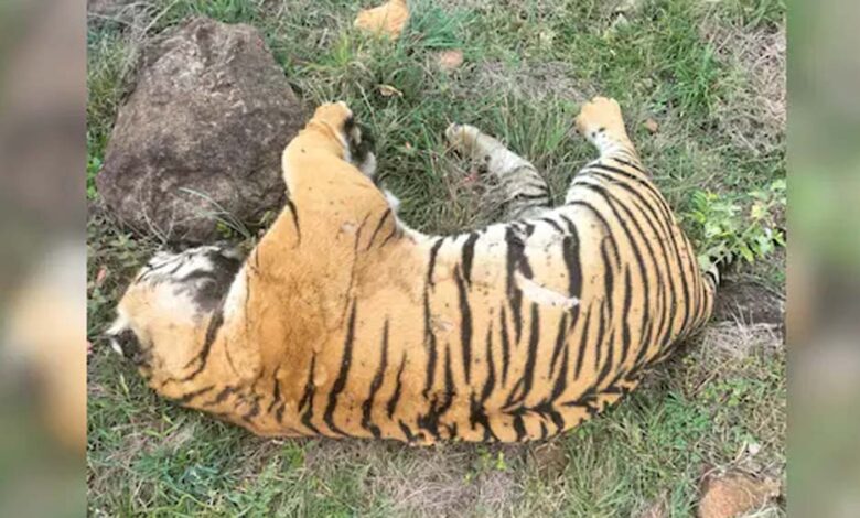 मां-से-बिछड़े-‘कान्हा’-बाघ-की-मौत,-27-दिन-पहले-छोड़ा-गया-जंगल-में,-दुर्गावती-रिजर्व-के-कोर-एरिया-में-मिला-शव