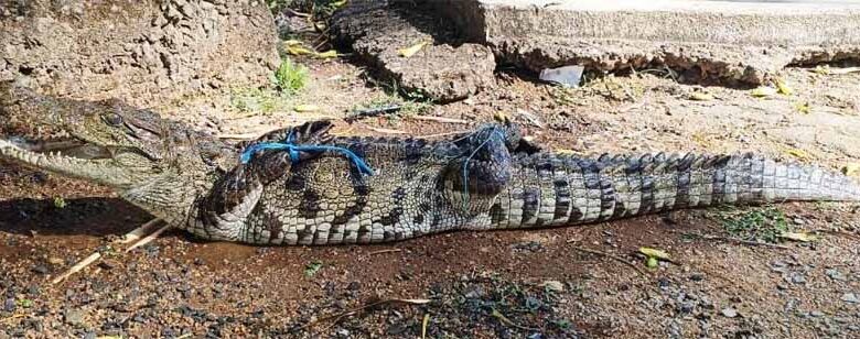 सुरक्षित-रेस्क्यू-के-बाद-मगरमच्छ-को-मिला-नया-ठिकाना,-जंगल-सफारी-में-बसाया-गया