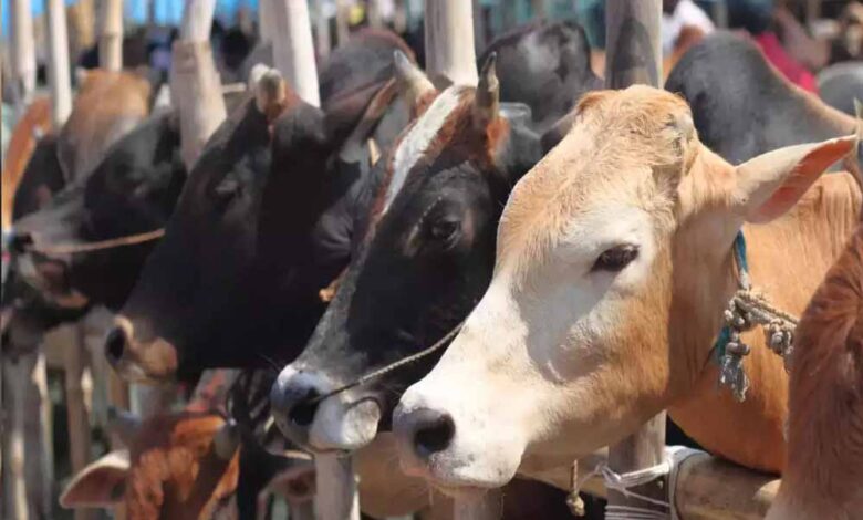 मध्य-प्रदेश-की-गौशालाओं-को-ऑस्ट्रेलिया-और-दुबई-की-संस्थाओं-का-समर्थन,-3-माह-बाद-सड़कों-पर-नहीं-दिखेंगे-गौवंश