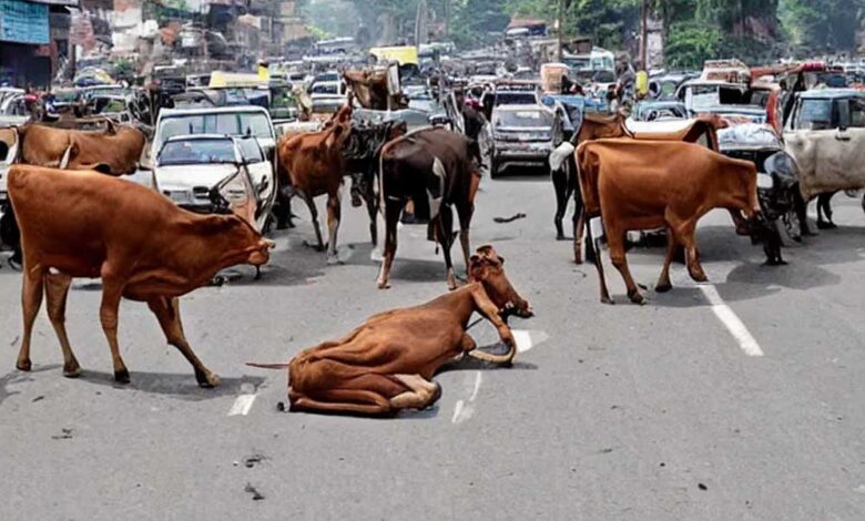 दो-साल-में-mp-की-सड़कों-से-खत्म-होंगे-आवारा-मवेशी,-विधानसभा-में-bjp-सरकार-का-दावा