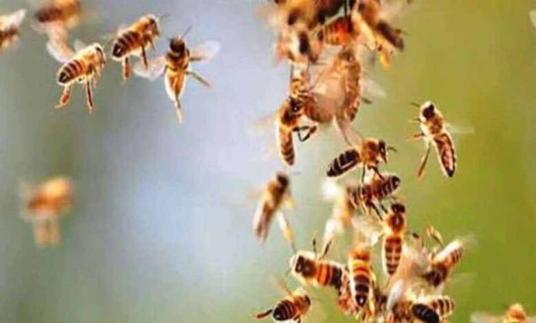 माता-टेकरी-पर-मधुमक्खियों-का-हमला