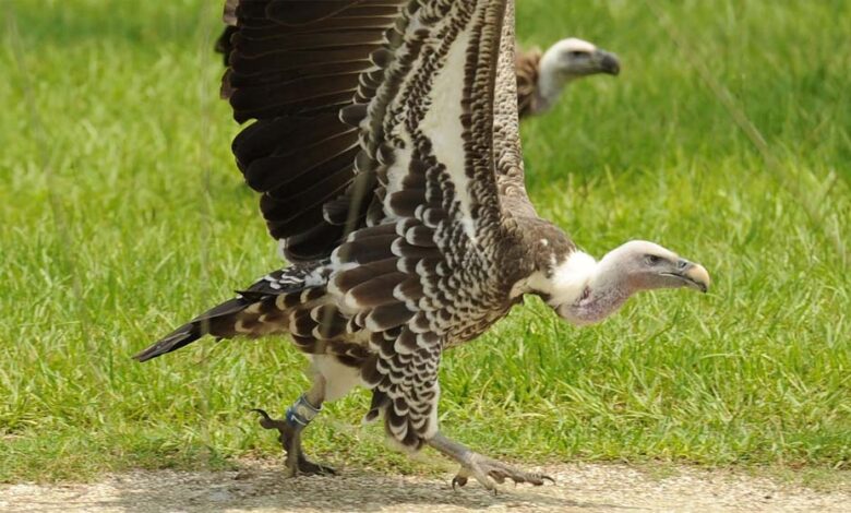 वीरांगना-दुर्गावती-टाइगर-रिजर्व-में-951-गिद्ध-दर्ज,-सात-प्रजातियों-की-हुई-पहचान;-तीन-दिन-तक-चला-सर्वे