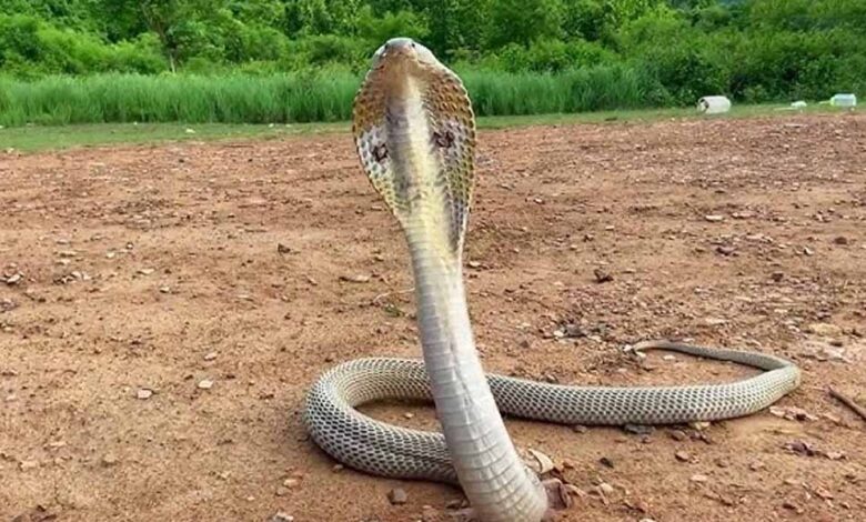 कोरबा-में-निर्माणाधीन-मकान-से-निकला-कोबरा,-इलाके-में-मची-अफरा-तफरी