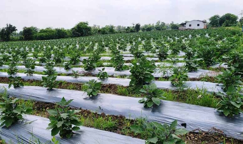 ग्राफ्टेड-बैगन-से-16-लाख-रूपए-की-आमदनी