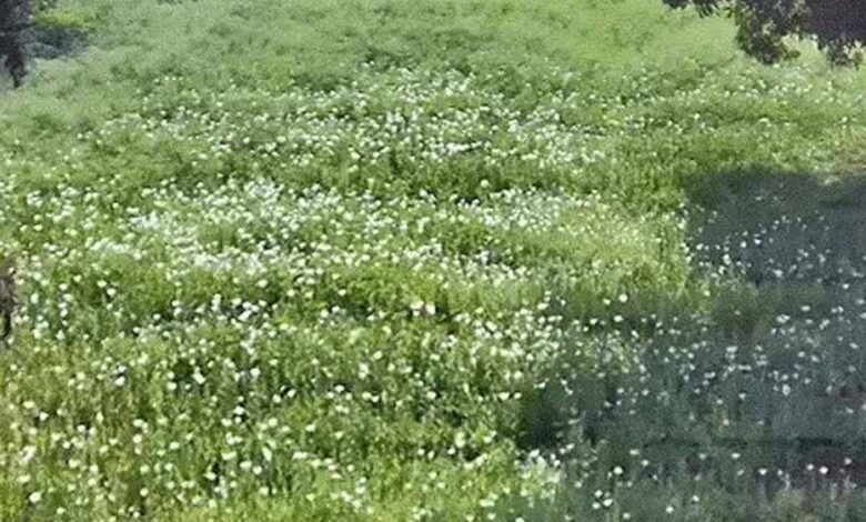4-साल-से-5-एकड़-में-अफीम-की-खेती,-दुर्ग-फार्महाउस-में-बाउंसर्स-तैनात;-भाजपा-नेता-ने-डिजिटल-सर्वे-में-गेहूं-मक्का-दिखाया
