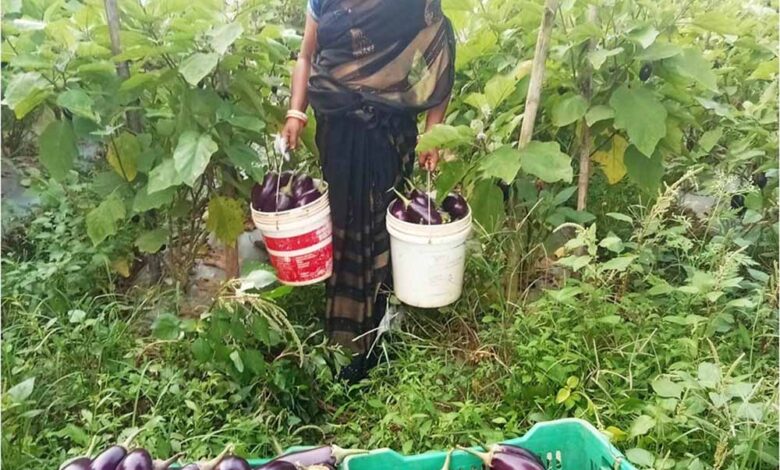 बिहान-से-बदली-ममता-की-जिंदगी-सब्जी-की-खेती-से-ममता-बनी-आत्मनिर्भर