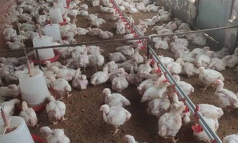 10,000-चूजों-वाला-एसी-मुर्गी-फार्म-बना-मिसाल,-मां-लक्ष्मी-महिला-समूह-कमा-रहा-हर-माह-₹80-हजार