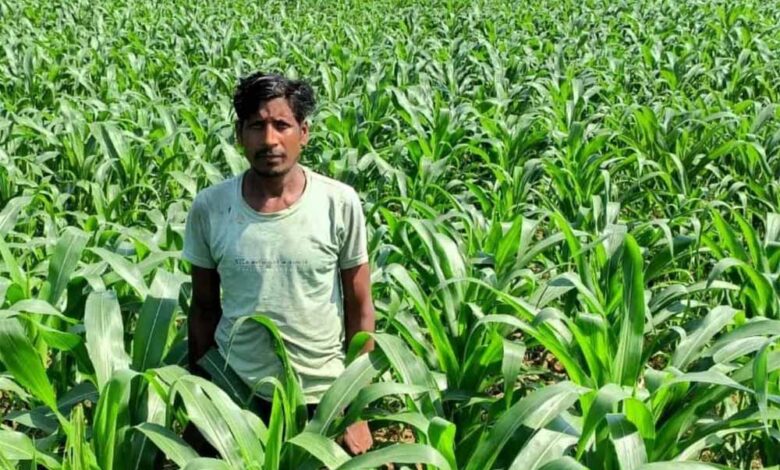 धान-के-बजाय-मक्का-से-बढ़ा-मुनाफा-:-किसान-मालती-मोहन-बने-उन्नत-खेती-की-मिसाल-किसान-मालती-मोहन